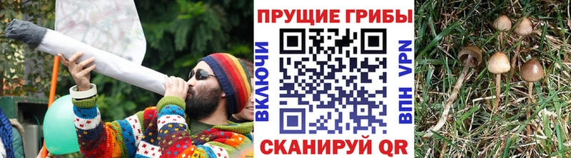 Купить  Гусев  Галлюциногенные грибы Psilocybe 